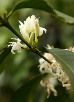 Kaffeeblüte Kaffeeblüte