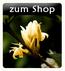 zum Maskal Kaffee & Espresso Shop Maskal Kaffee-Shop